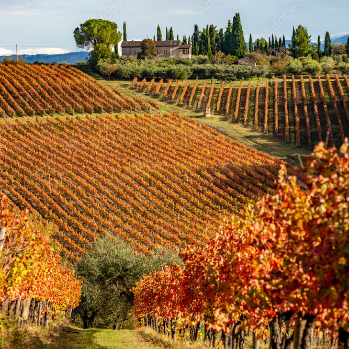 Umbrian Wine - Palazzo Sbaraglini
